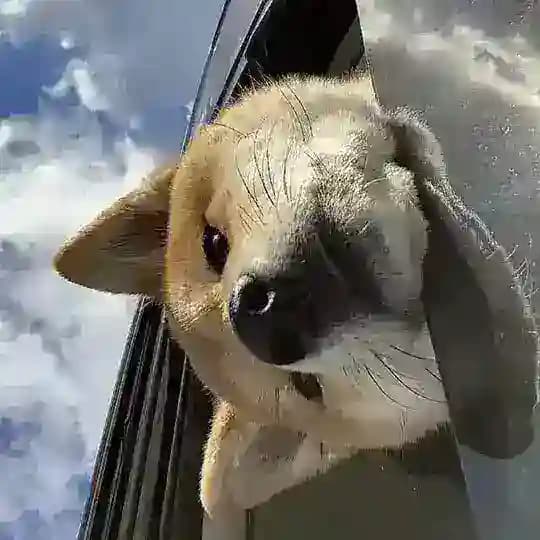 蓝猫游戏助手