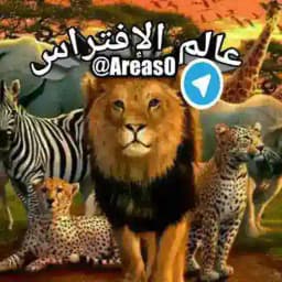 ಠعـالـم الأفــتـــراسఠ Profile