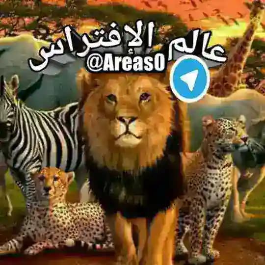 ಠعـالـم الأفــتـــراسఠ Profile