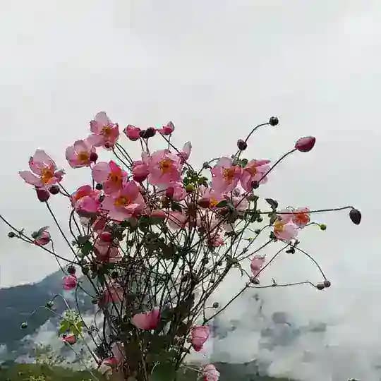 叶子的频道1