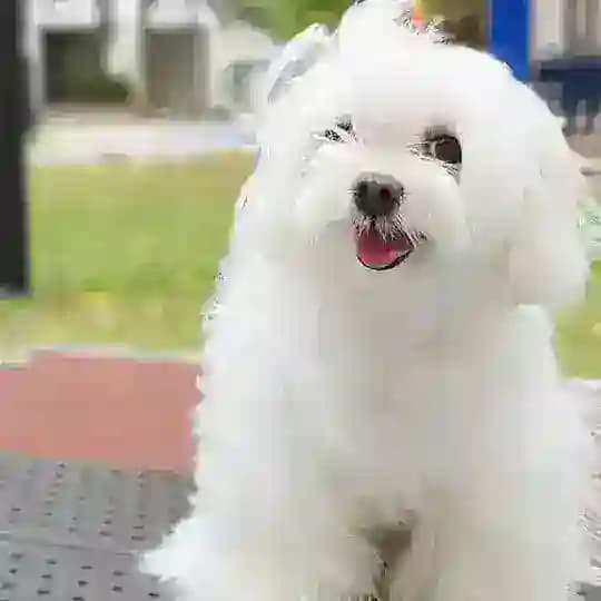MALTESE TEACUPS PUPPIES
