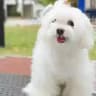 MALTESE TEACUPS PUPPIES