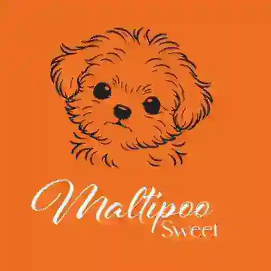 Maltipoo Sweet Profile