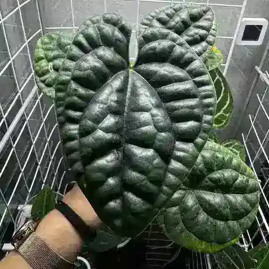 MariFlo_SaLe