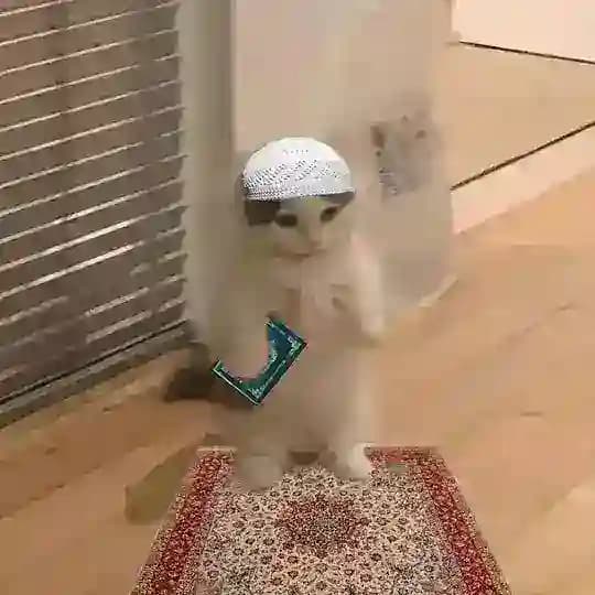 ميمز | رياكشنات - كيف؟
