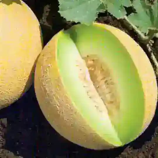 Melon Super