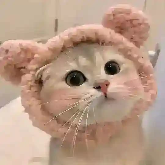 MimiCat