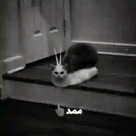 ممدحلزون | 2xscary