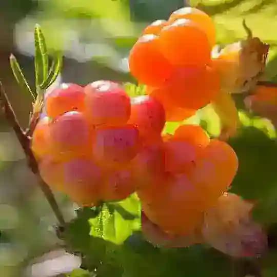 Морошка (Живу в Карелии)