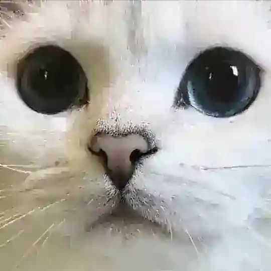 🐾