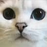 🐾