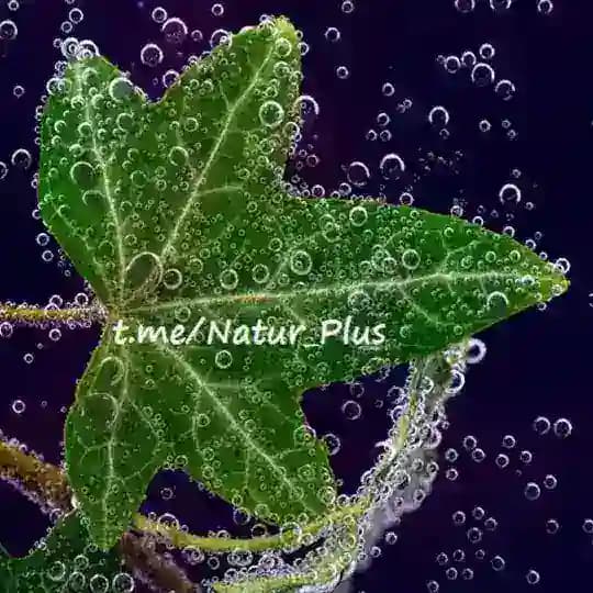 🌱NaturPlus*🌱 Profile