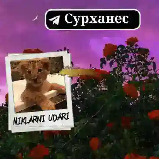 ⚜🌸NIKLARNI🐊UDARI🌿⚜