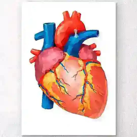 ملخصات تمريض🫀🫁