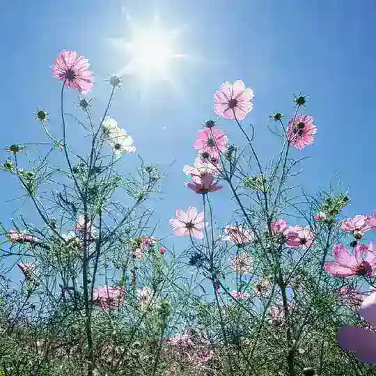 کانال پرستاران ایرانی کانادا