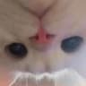 NymphoMeow