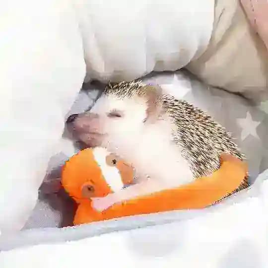 𓂃𖡼. 【TIDUR PANJANG】𝗛𝗬𝗦𝗧𝗥𝗜𝗫 𝗞𝗜𝗡𝗚𝗗𝗢𝗠 🦔