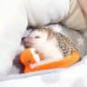 𓂃𖡼. 【TIDUR PANJANG】𝗛𝗬𝗦𝗧𝗥𝗜𝗫 𝗞𝗜𝗡𝗚𝗗𝗢𝗠 🦔