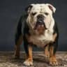 Odie The Bull Dog
