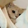 PHOTO CATSS