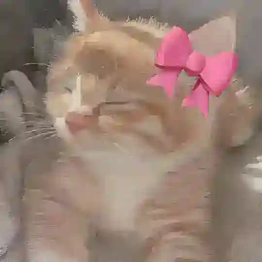 𝐕𝐈𝐏 𝐒𝐔𝐑𝐄𝐒𝐇𝐎𝐓 ✨