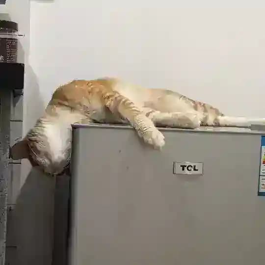 Baitangの公开库 Profile