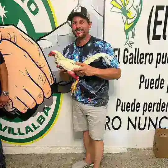 Gallos Ala De La Piedra Rafael Ortiz Camacho
