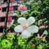 প্রকৃতিক দিশ্যা..📸🌿