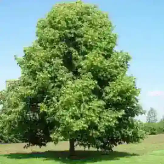 Proud národní hrdosti Profile