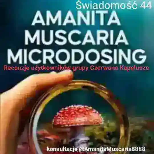 Amanita Muscaria recenzje mikrodozowania🇵🇱