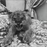 RiZzvix