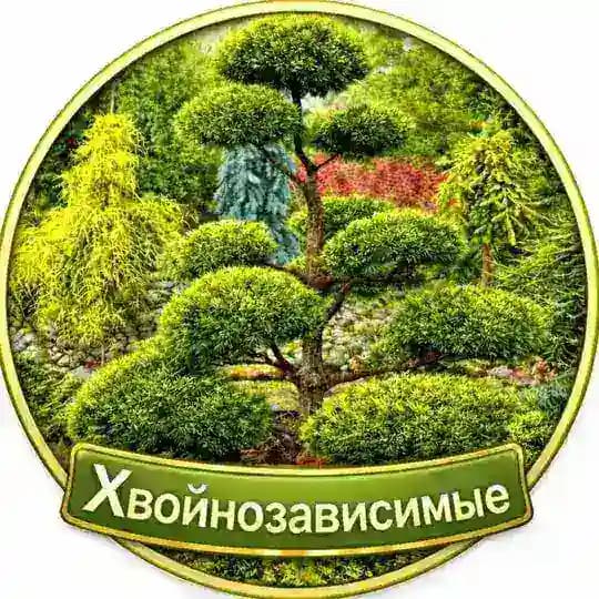 Питомник «Хвойнозависимые»