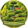 Питомник «Хвойнозависимые»