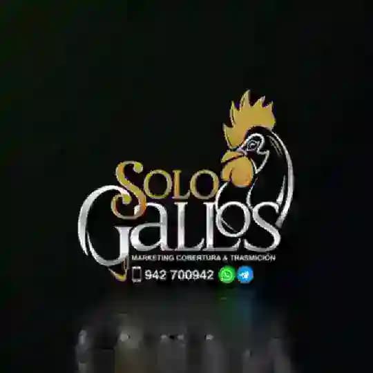 SOLO GALLOS