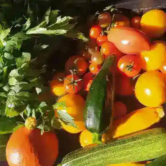 Gartentagebuch einer Selbstversorgerin Profile