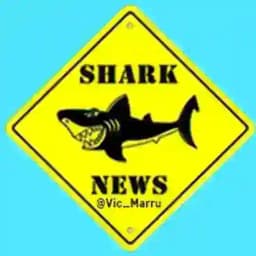 📰📈 SHARK NEWS 📉📆 Profile