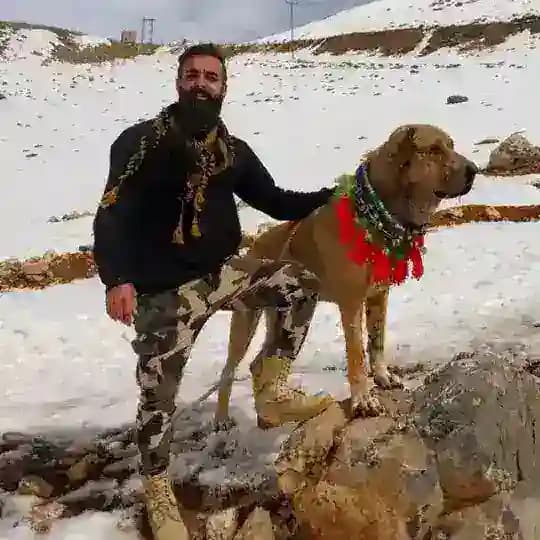 Shomal_Dogfight