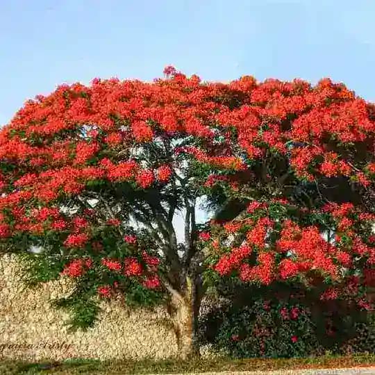 BOGGA QISOOYINKA