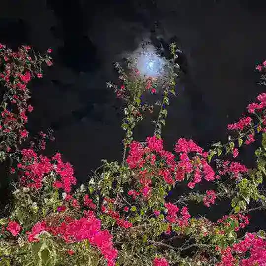 βπππππππ§βππ¦π π‘ππππ πΈπΆπΈπΌβ