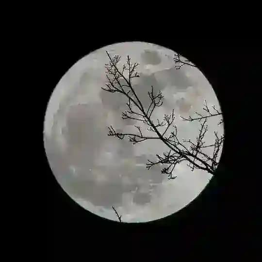 ''ꜱʜᴀʜʀʏ ʙᴇᴅᴏɴ ᴍᴀʜ''