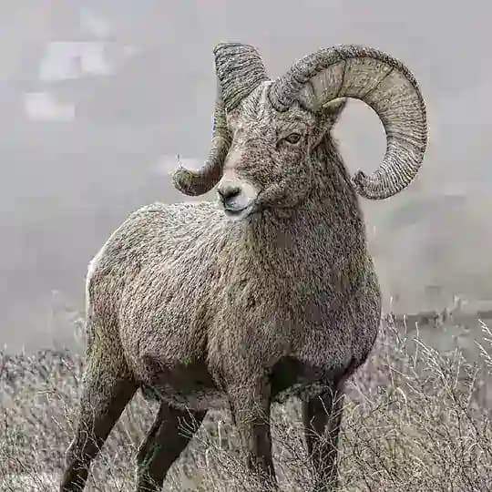 πTHE GOAT π