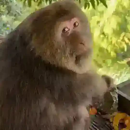 Кузек