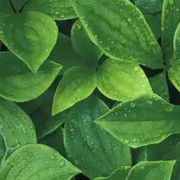 Tips Biologi SPM Profile