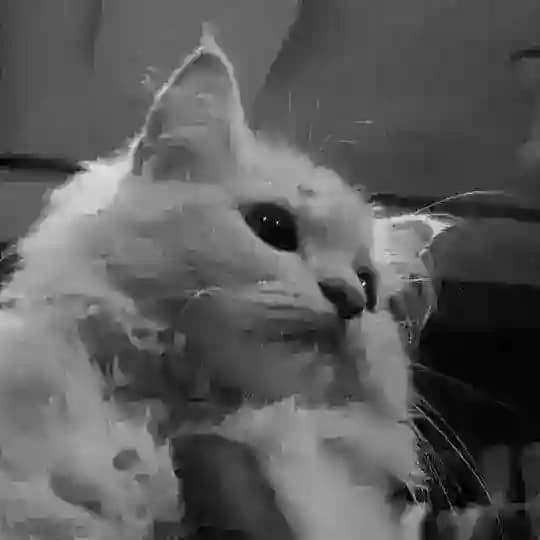 ToFaLiH