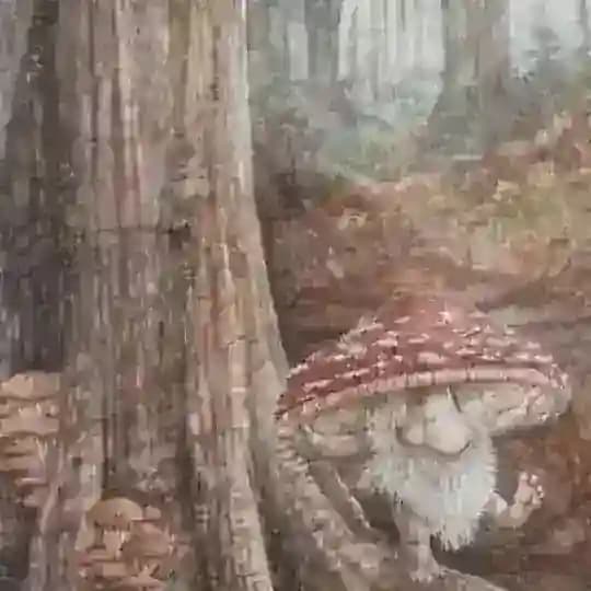 The magical garden of the gnomes