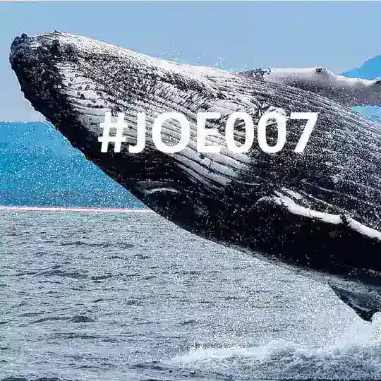 Joe007 Bitfinex Whale π