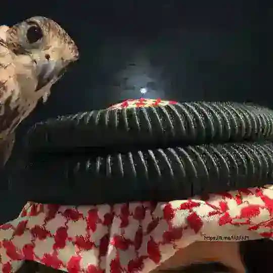 سَهير .