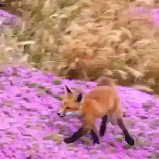 UA SOUL @TdmireUA Profile