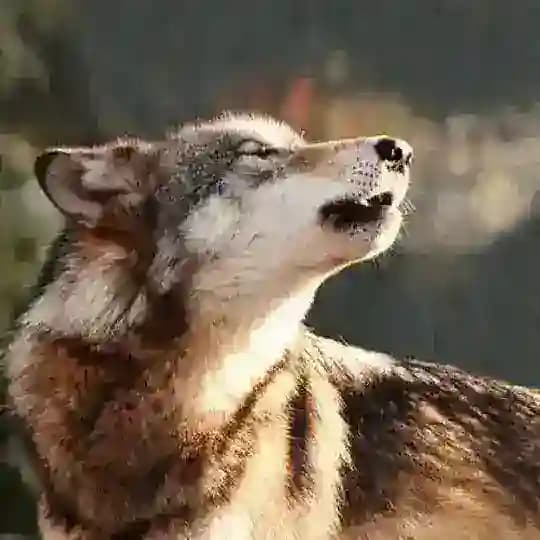 °Ŵ𝙤ł𝙛 𝙘𝙤𝙣𝙛𝙚ßß𝙞ọɲ...🐺