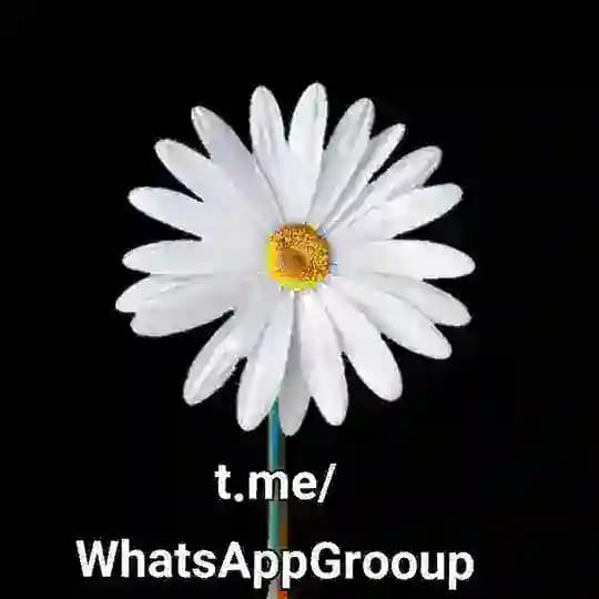 قناة نشر روابط مجموعات واتساب قناه روابط قروبات واتساب سعودية واتساب واتس وتس وتسب وتساب وات سب وتس أب روبط وتسب